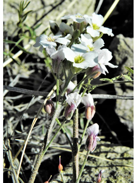 Lesquerella purpurea (Rose bladderpod) #86544