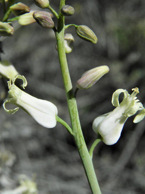 Streptanthus carinatus ssp. arizonicus (Arizona jewelflower) #86565