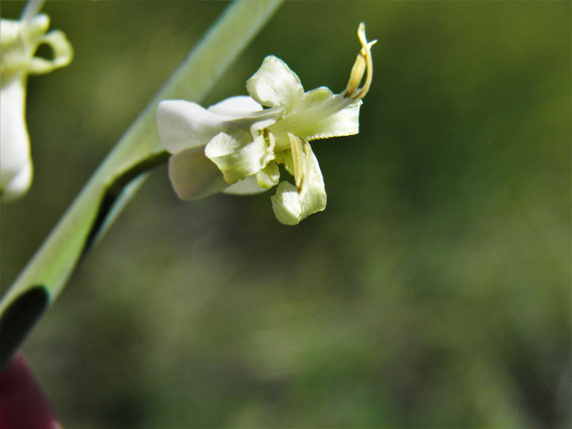 Streptanthus carinatus ssp. arizonicus (Arizona jewelflower) #86566