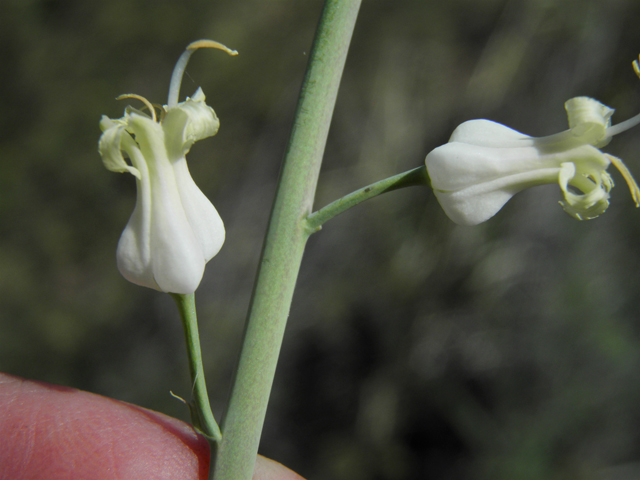 Streptanthus carinatus ssp. arizonicus (Arizona jewelflower) #86567