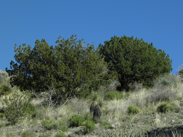 Juniperus monosperma (Oneseed juniper) #86573