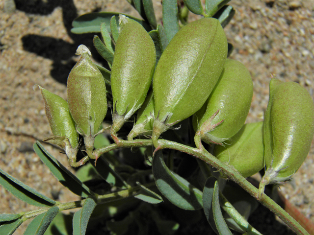 Astragalus allochrous (Halfmoon milkvetch) #86576
