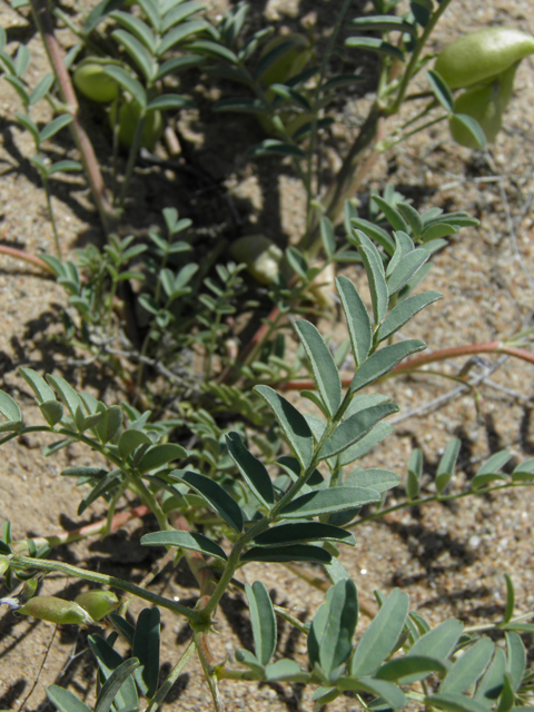 Astragalus allochrous (Halfmoon milkvetch) #86577