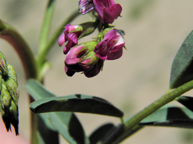 Astragalus allochrous (Halfmoon milkvetch) #86580