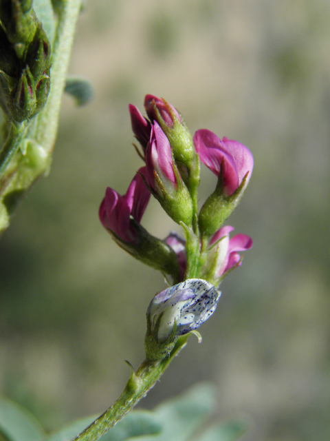 Astragalus allochrous (Halfmoon milkvetch) #86583