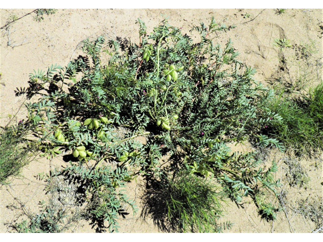 Astragalus allochrous (Halfmoon milkvetch) #86585