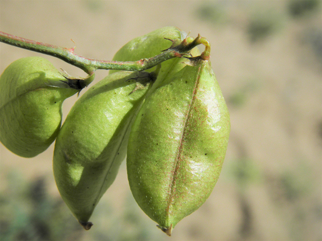 Astragalus allochrous (Halfmoon milkvetch) #86589