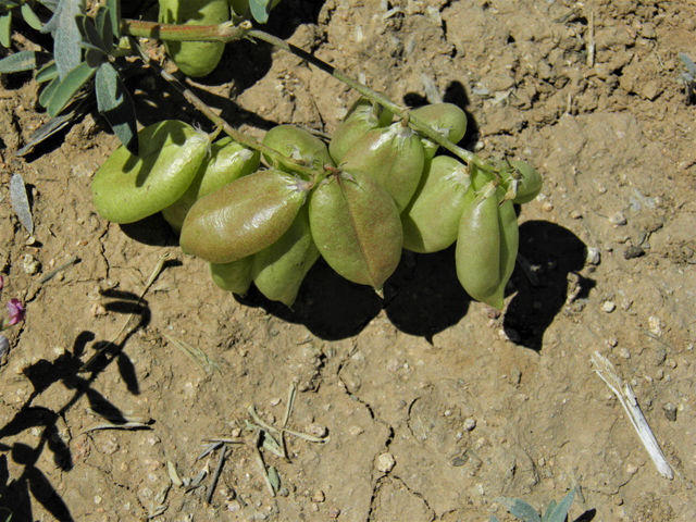 Astragalus allochrous (Halfmoon milkvetch) #86590