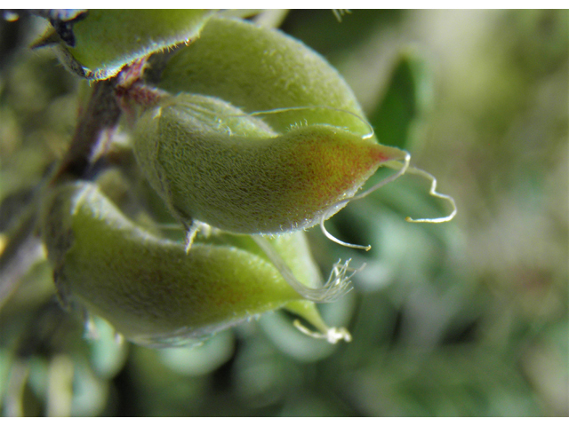 Astragalus humistratus var. sonorae (Groundcover milkvetch) #86591
