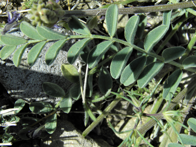 Astragalus humistratus var. sonorae (Groundcover milkvetch) #86592