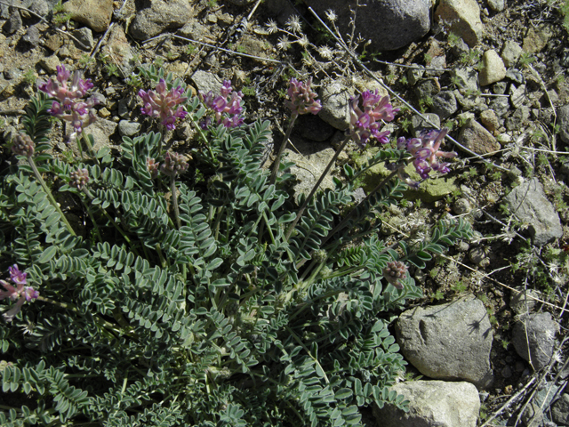 Astragalus humistratus var. sonorae (Groundcover milkvetch) #86593