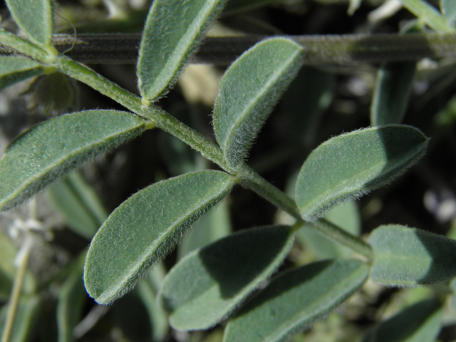 Astragalus humistratus var. sonorae (Groundcover milkvetch) #86594