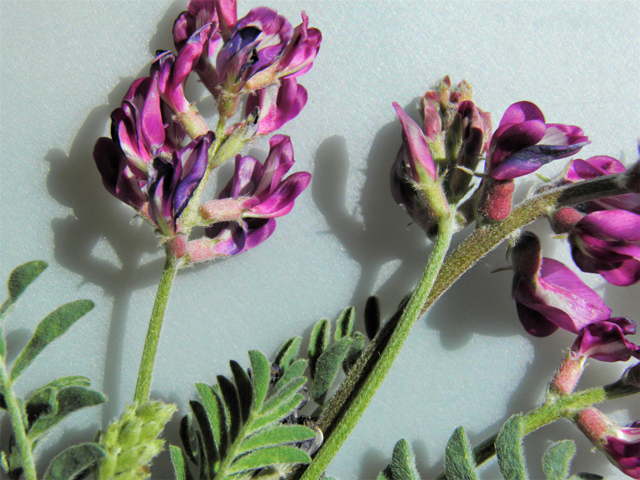 Astragalus tephrodes var. tephrodes (Ashen milkvetch) #86616