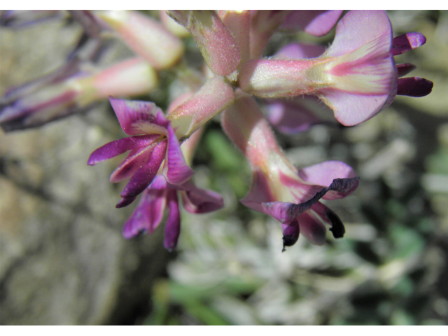 Astragalus tephrodes var. tephrodes (Ashen milkvetch) #86630