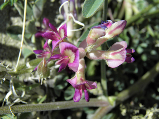 Astragalus tephrodes var. tephrodes (Ashen milkvetch) #86631