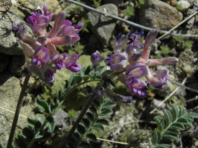 Astragalus tephrodes var. tephrodes (Ashen milkvetch) #86633