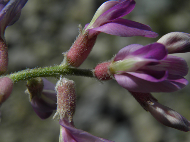 Astragalus tephrodes var. tephrodes (Ashen milkvetch) #86636