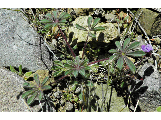 Lupinus brevicaulis (Shortstem lupine) #86672