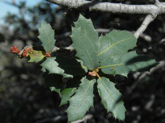 Quercus turbinella (Shrub live oak) #86688