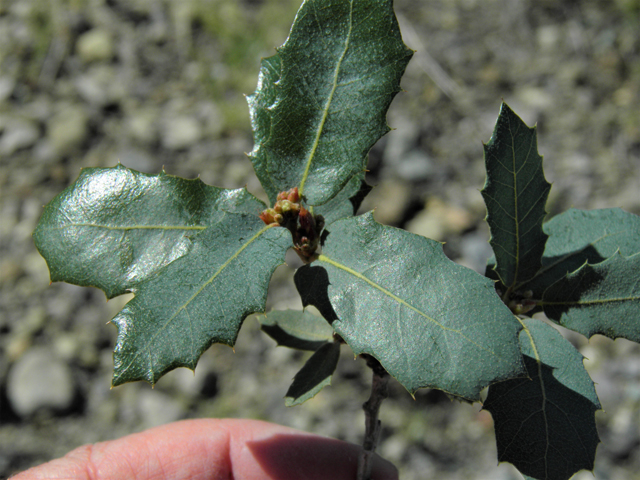 Quercus turbinella (Shrub live oak) #86690