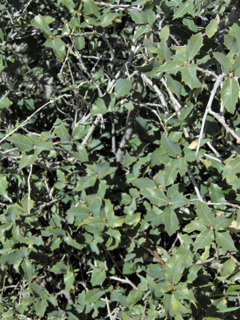 Quercus turbinella (Shrub live oak) #86691