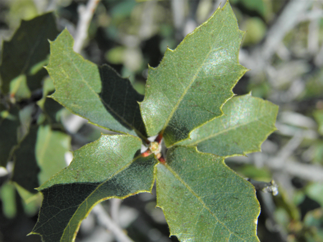 Quercus turbinella (Shrub live oak) #86693