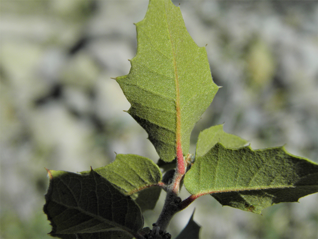 Quercus turbinella (Shrub live oak) #86694
