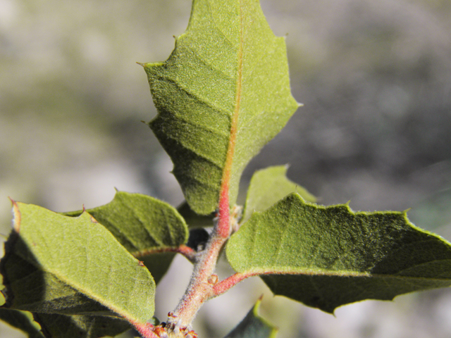 Quercus turbinella (Shrub live oak) #86695