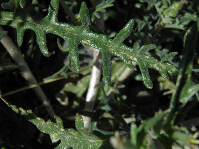 Mentzelia albicaulis (Whitestem blazingstar) #86698