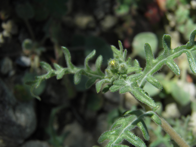 Mentzelia albicaulis (Whitestem blazingstar) #86701