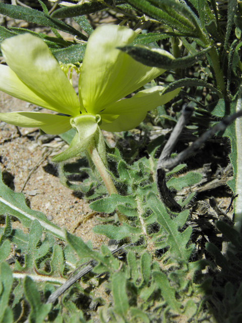 Oenothera primiveris (Desert evening-primrose) #86710