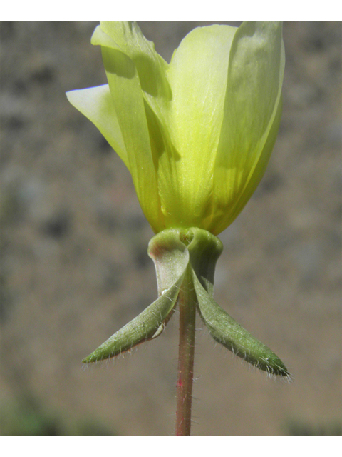 Oenothera primiveris (Desert evening-primrose) #86711