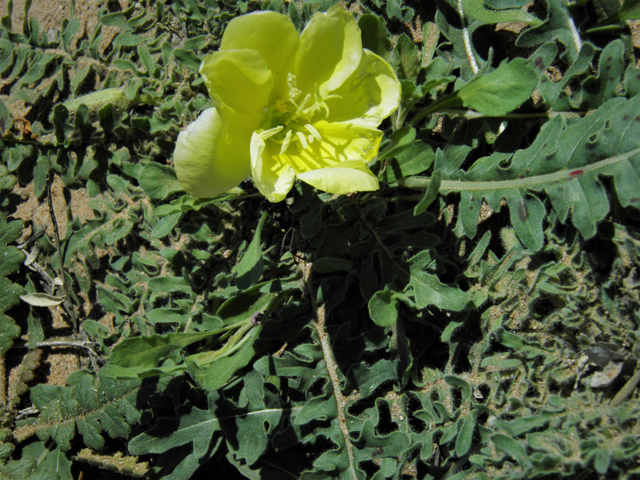 Oenothera primiveris (Desert evening-primrose) #86712