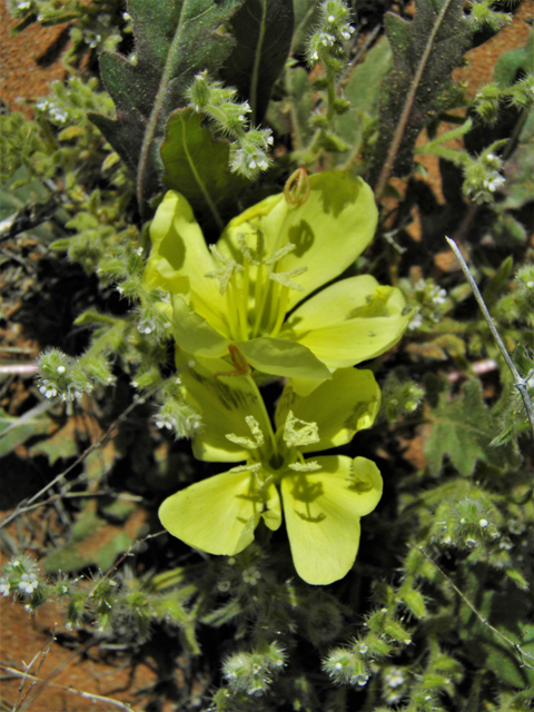 Oenothera primiveris (Desert evening-primrose) #86713