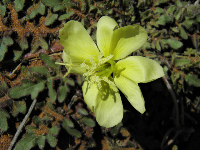 Oenothera primiveris (Desert evening-primrose) #86714