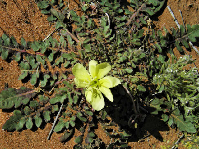 Oenothera primiveris (Desert evening-primrose) #86715