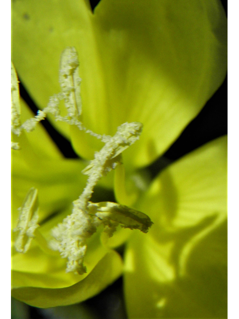 Oenothera primiveris (Desert evening-primrose) #86716