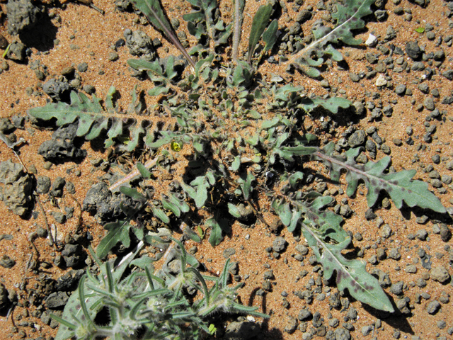 Oenothera primiveris (Desert evening-primrose) #86717