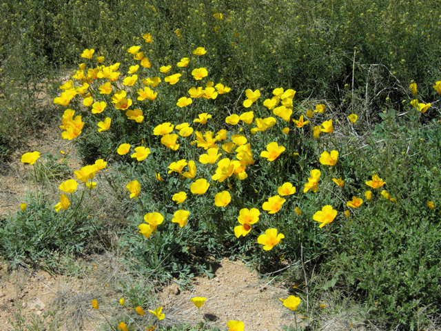 Eschscholzia californica ssp. mexicana (Mexican gold poppy) #86719