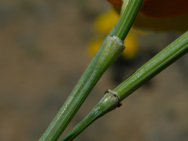 Eschscholzia californica ssp. mexicana (Mexican gold poppy) #86722