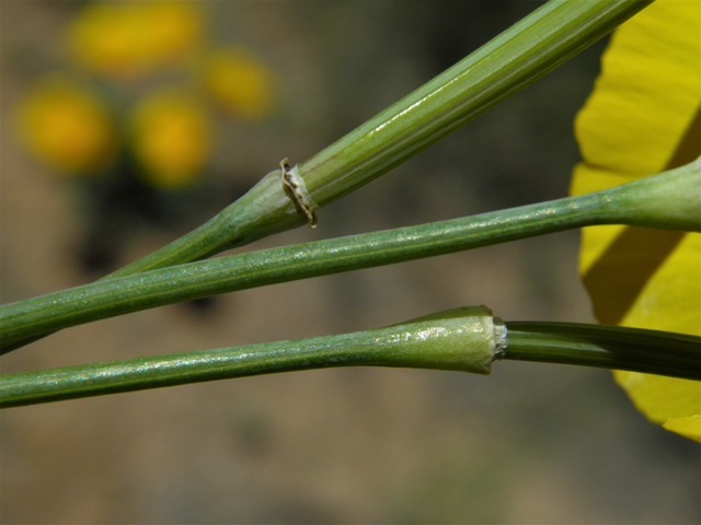 Eschscholzia californica ssp. mexicana (Mexican gold poppy) #86723