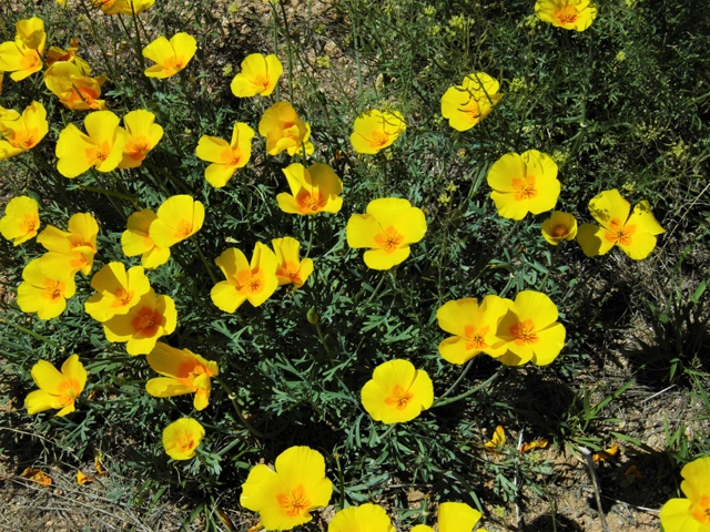 Eschscholzia californica ssp. mexicana (Mexican gold poppy) #86724