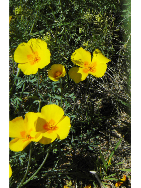 Eschscholzia californica ssp. mexicana (Mexican gold poppy) #86725