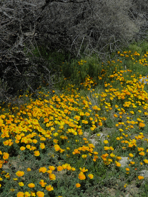 Eschscholzia californica ssp. mexicana (Mexican gold poppy) #86727