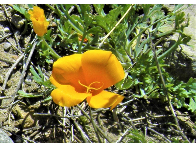 Eschscholzia californica ssp. mexicana (Mexican gold poppy) #86728