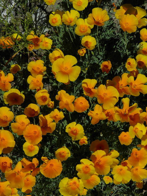 Eschscholzia californica ssp. mexicana (Mexican gold poppy) #86729