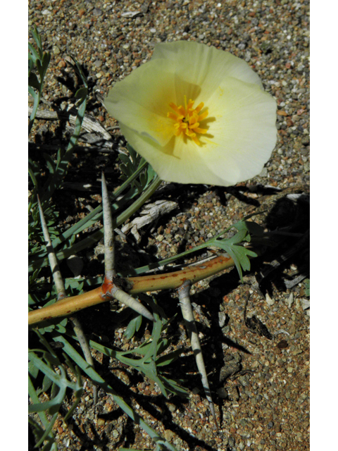Eschscholzia californica ssp. mexicana (Mexican gold poppy) #86730