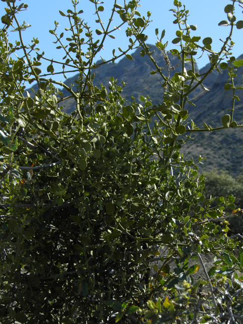 Phoradendron coryae (Cory's mistletoe) #86768