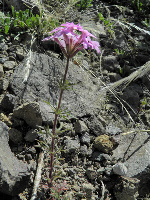 Glandularia bipinnatifida var. ciliata (Davis mountains mock vervain) #86779