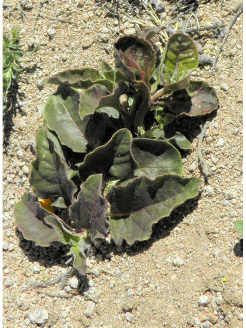 Asclepias oenotheroides (Zizotes milkweed) #86787